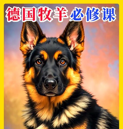 红肤黑脸德牧配种需要多少费用？