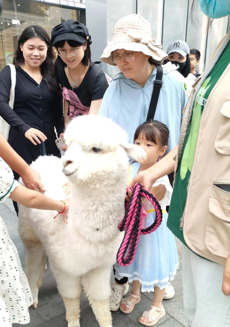 羊驼的行走方式有何特点？