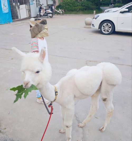 羊驼的正确饲养方法是什么？羊驼的饮食习惯有哪些？