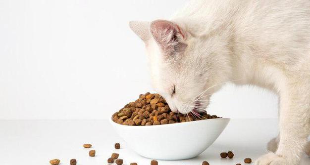 猫咪自装猫粮的行为有何特殊含义？
