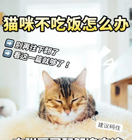 猫咪为什么总是剩饭？如何解决猫咪挑食问题？