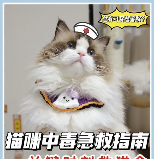 猫粮到快递点怎么寄？需要哪些步骤？