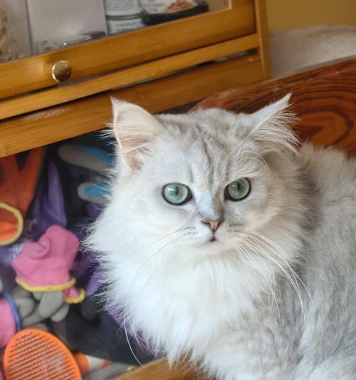 猫屋为什么吃不完猫粮？羊驼拉屎拉尿有什么含义？