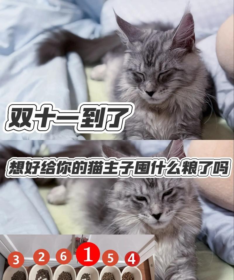 猫粮碗在猫笼内应如何放置？有哪些注意事项？