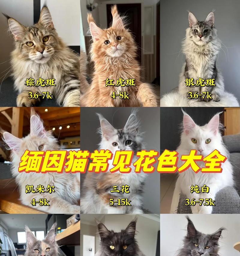 缅因猫纯猫粮喂养的建议和方法是什么？