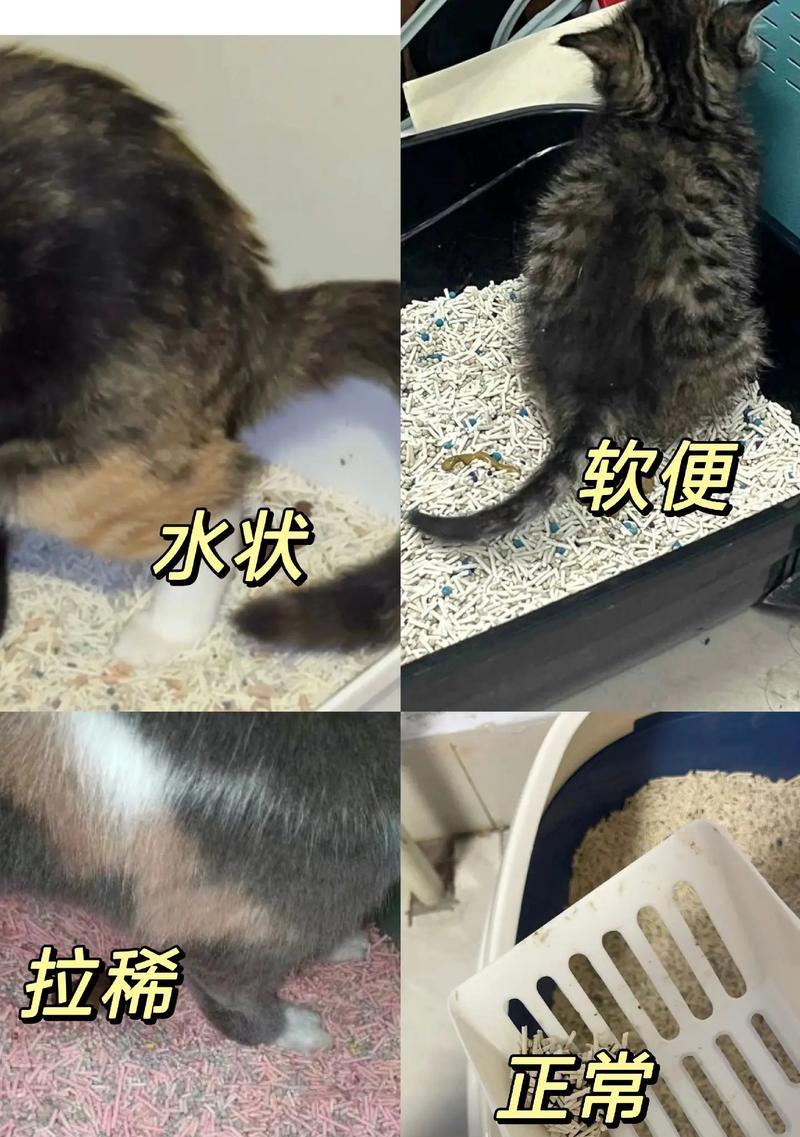狗狗吃了猫咪猫粮为何会拉稀？猫咪猫粮对狗狗有何影响？