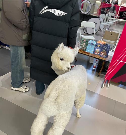 羊驼皮毛一体染色后如何处理？