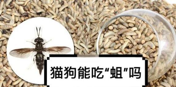 猫粮旁边发现小虫子应该怎么办？