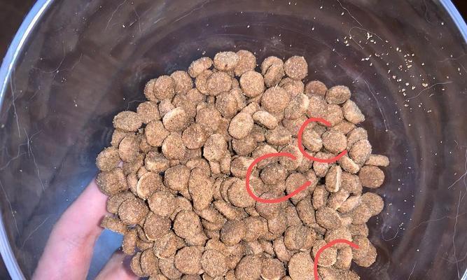 猫粮旁边发现小虫子应该怎么办？
