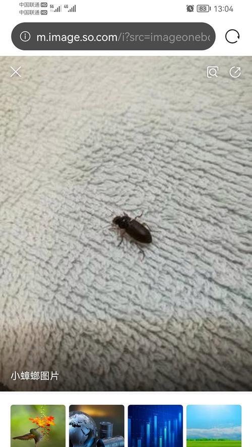 猫粮旁边发现小虫子应该怎么办？