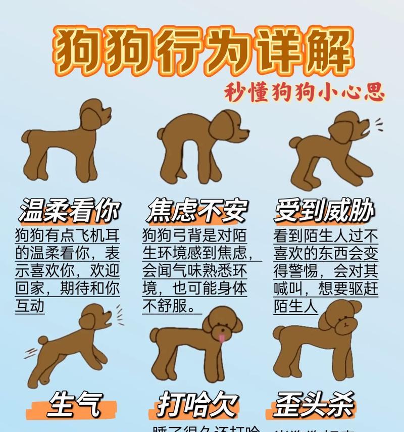宠物犬被盗后的应对措施是什么？