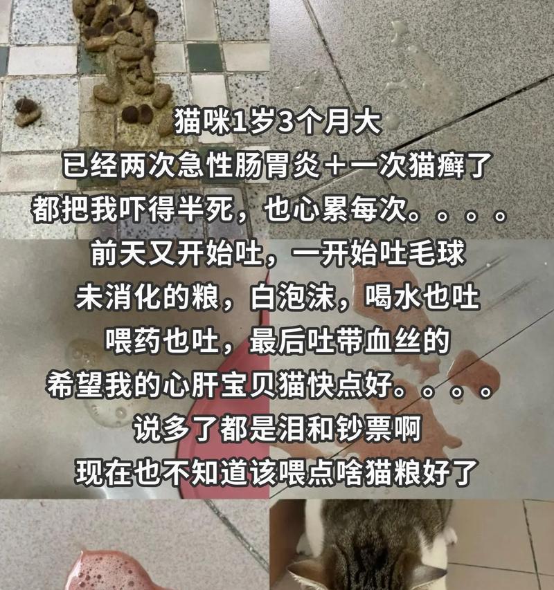 猫咪吐出糊状猫粮应该吃什么药？