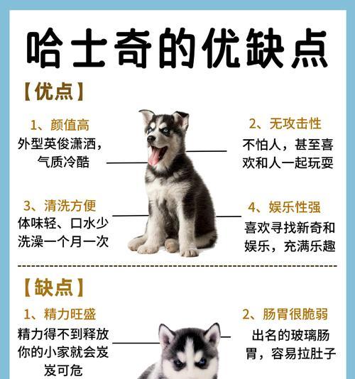 哈士奇犬与以色列有何关联？