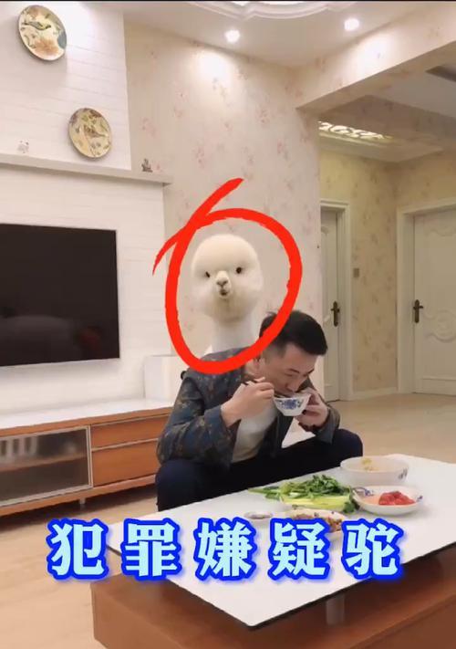 羊驼和许仙玩捉迷藏会发生什么？有什么特别的？