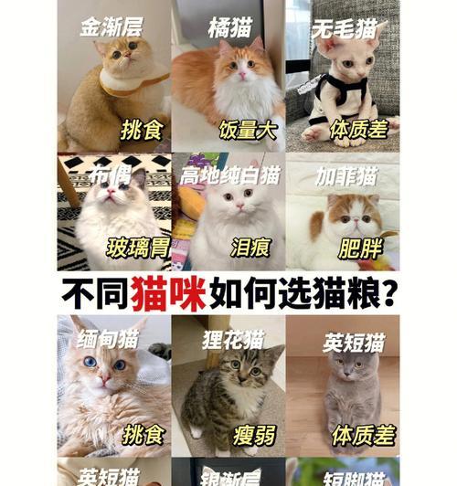 带鱼味猫粮与鸡味猫粮哪个更受猫咪欢迎？如何选择合适的猫粮口味？