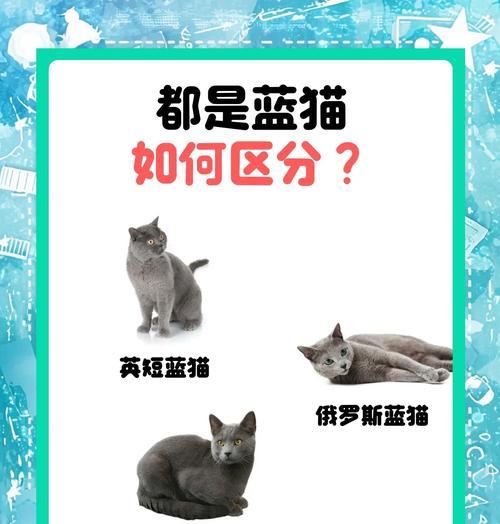 蓝猫为何不能单一猫粮喂养？