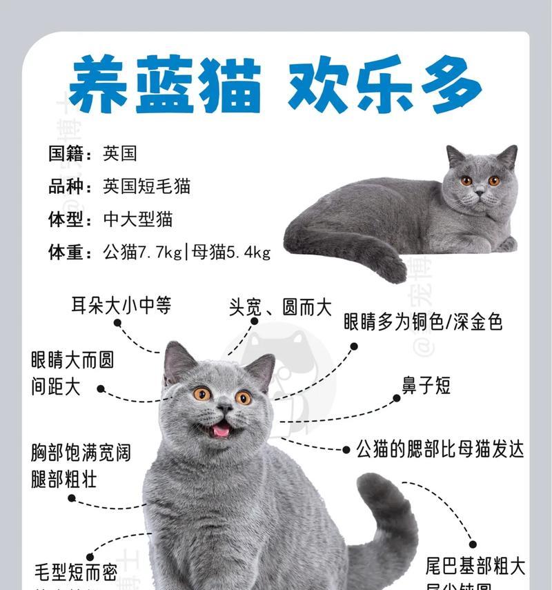 蓝猫为何不能单一猫粮喂养？