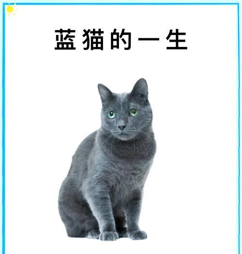 蓝猫剩食行为背后的心理是什么？