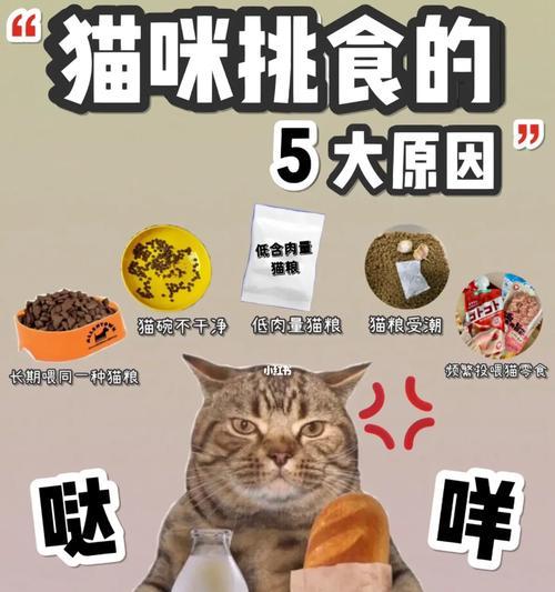 猫粮封口封不住怎么办？有哪些方法可以有效封存猫粮？