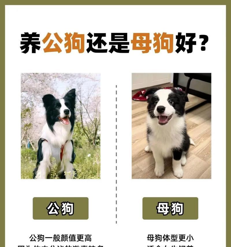 母德牧与公德牧体型差异有多大？