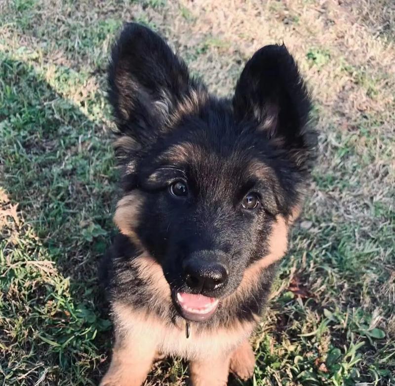 岳阳德牧幼犬售价是多少？