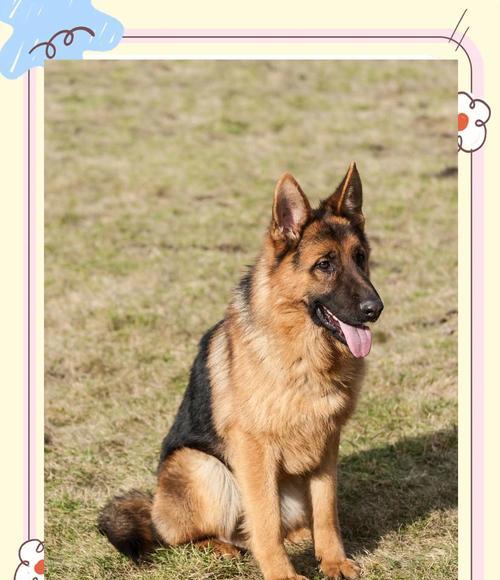 岳阳德牧幼犬售价是多少？