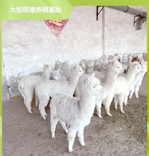 羊驼生崽后多久开始下奶？