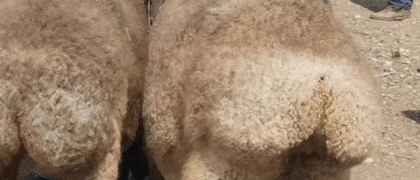 羊驼臀部抖动是健康的表现吗？