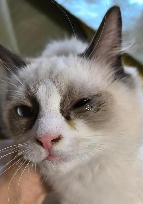 猫粮导致猫咪眼屎多是什么原因？