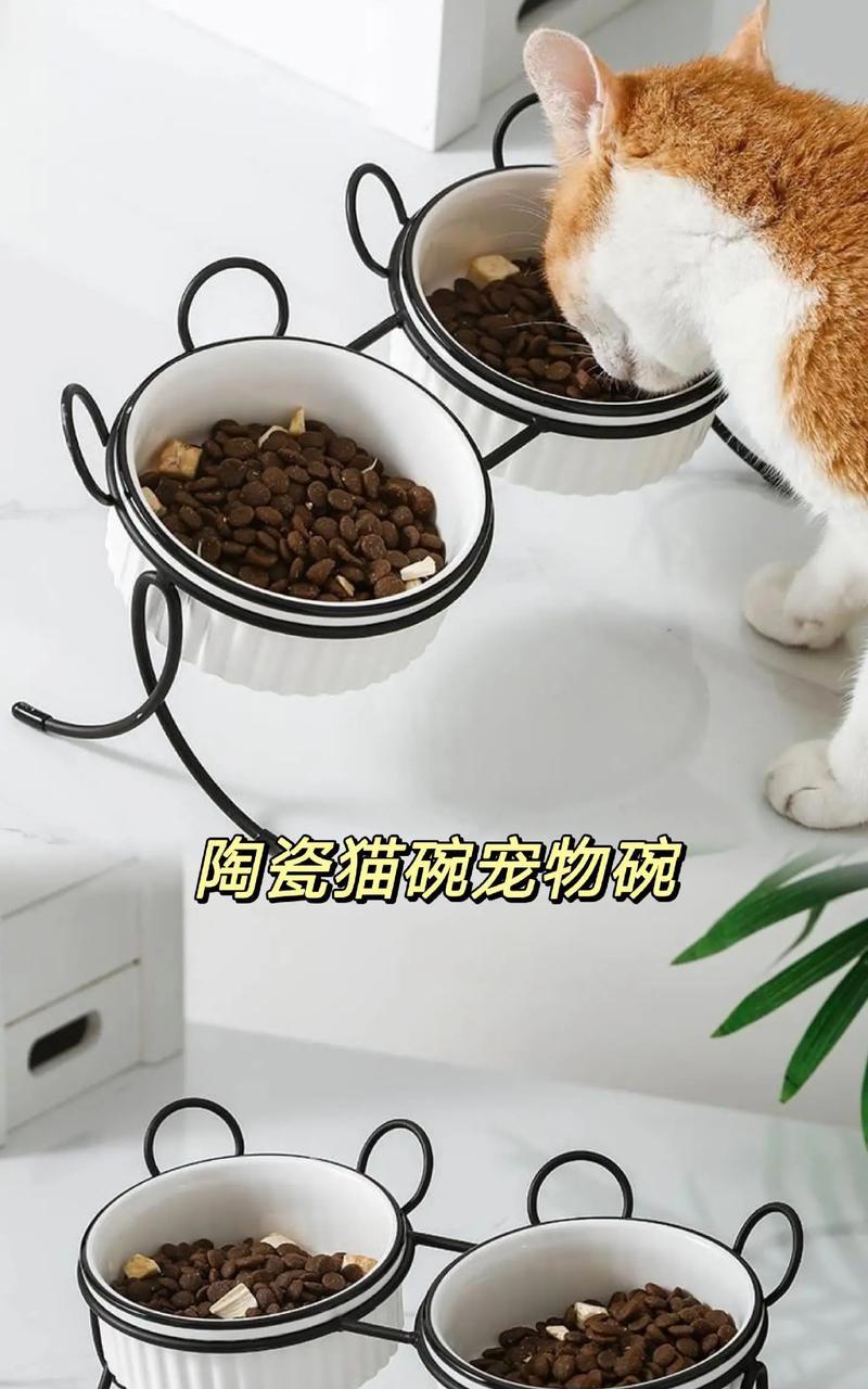 家里留猫时应使用哪种猫粮容器？