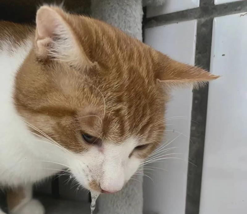 猫咪莫名奇妙吐猫粮怎么回事？呕吐背后可能的原因是什么？