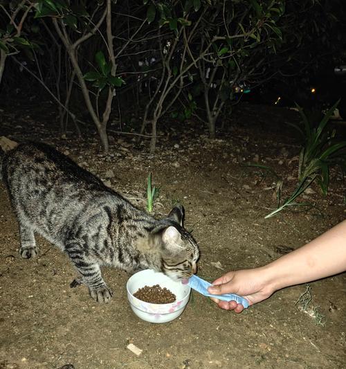 流浪猫的猫粮选择有哪些？如何合理喂养流浪猫？