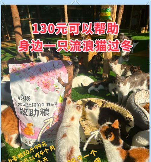 流浪猫的猫粮选择有哪些？如何合理喂养流浪猫？