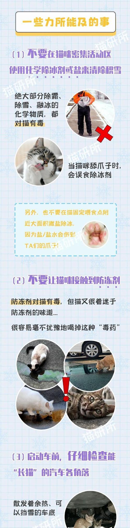 猫粮不慎进水了怎么办？有哪些有效的补救措施？
