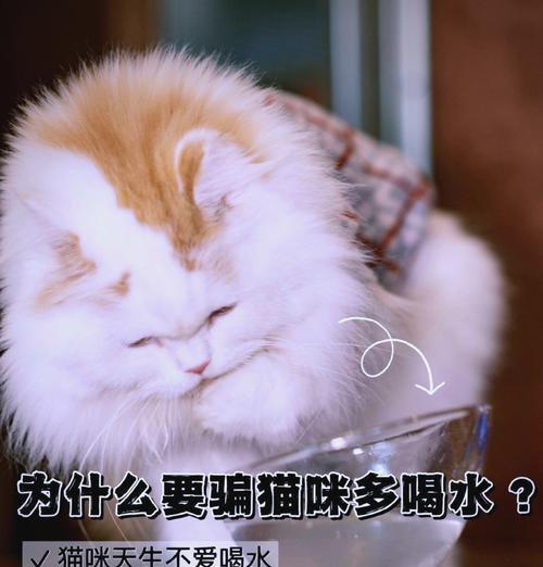 猫粮不慎进水了怎么办？有哪些有效的补救措施？