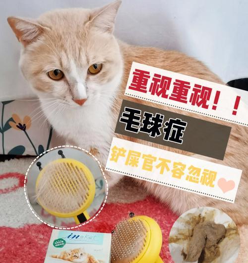 将猫屎拌入猫粮会给猫咪带来什么影响？