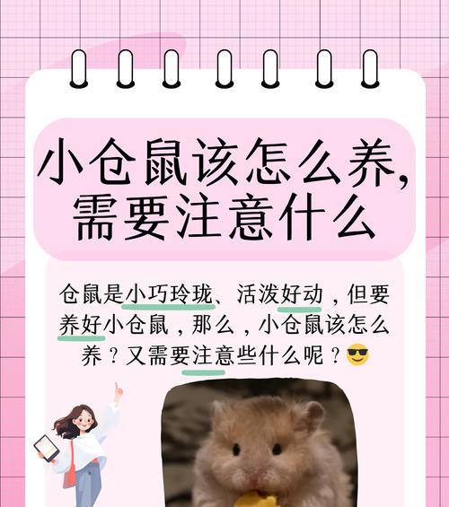 诸暨市哪里可以买到仓鼠？仓鼠的饲养需要注意什么？