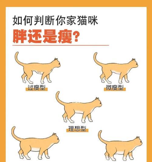 猫怎么都吃不完猫粮？我该如何解决这个问题？