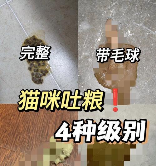 猫为什么总是要埋粮？这是什么行为？