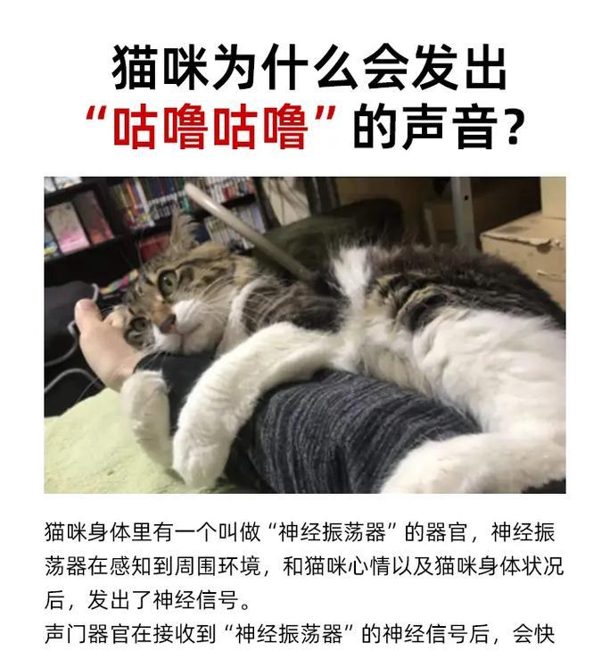 倒满猫粮的声音听起来像什么？猫粮倒满时会发出什么声音？