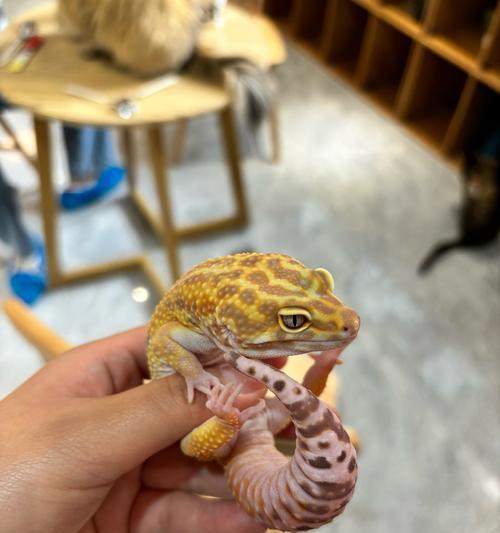 守宫吃猫粮会咬人吗？原因是什么？