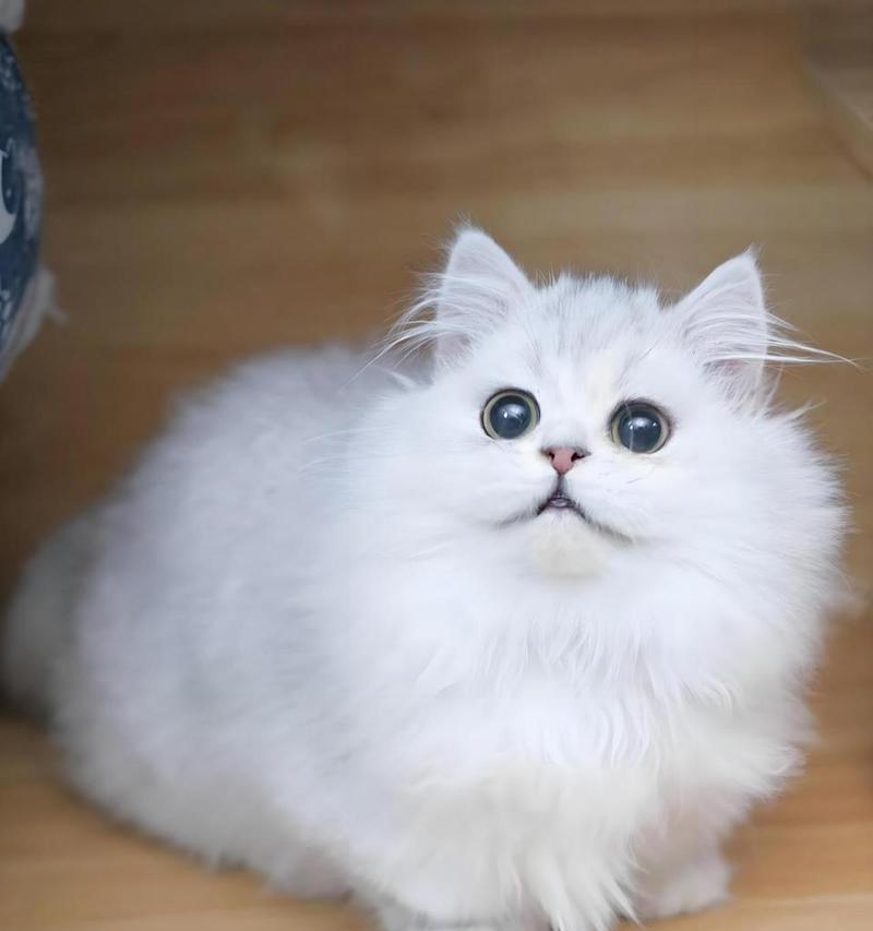 皇家波斯猫粮适合所有波斯猫吗？