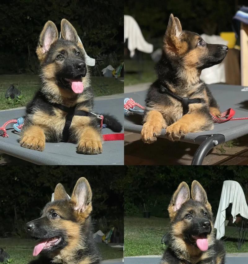 虞城德牧幼犬售价是多少？购买时应注意哪些事项？