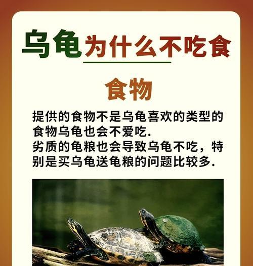巴西龟不吃食时能否喂蜂蜜？原因是什么？