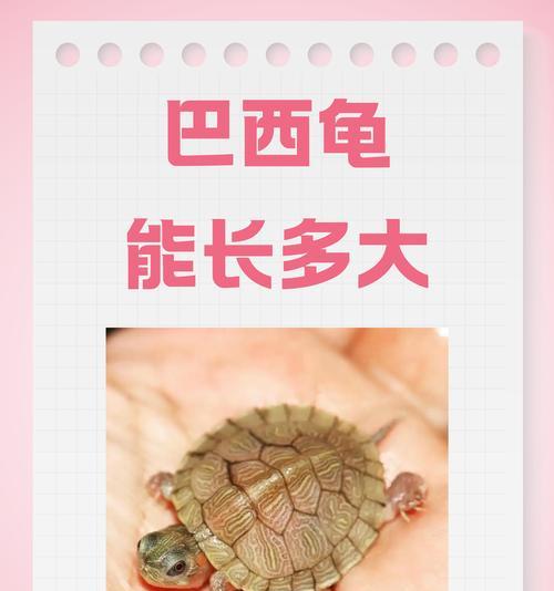 巴西龟不吃食时能否喂蜂蜜？原因是什么？