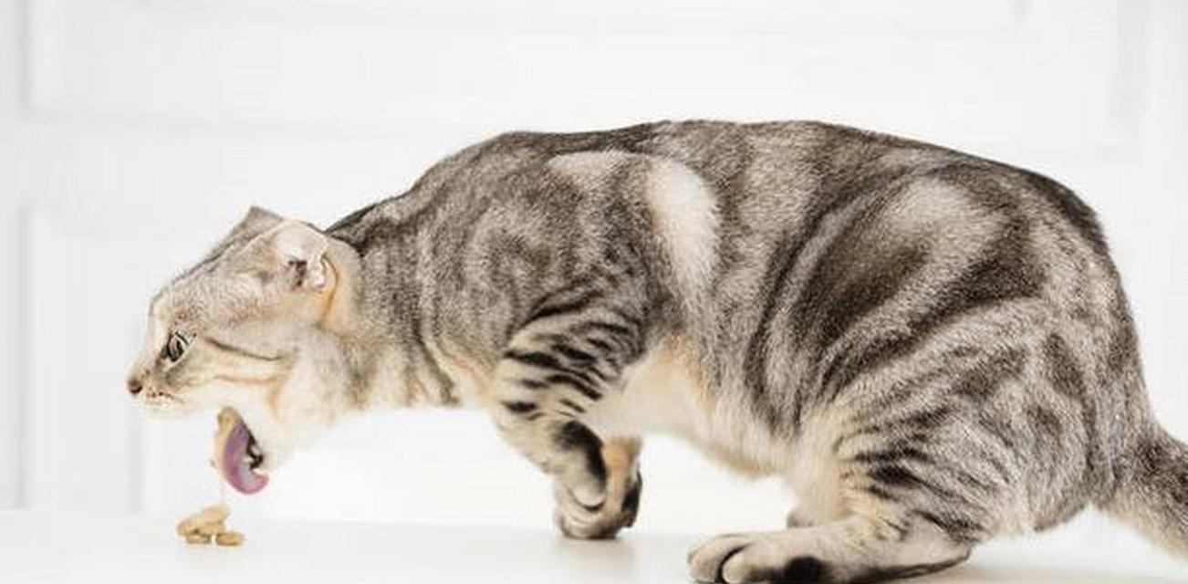 猫呕吐后为何会继续吃猫粮？