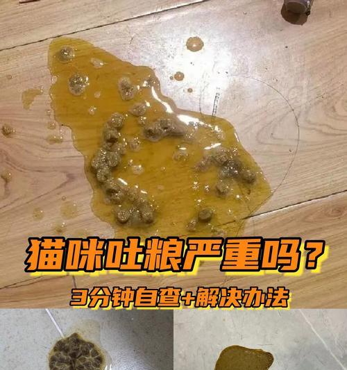 猫呕吐后为何会继续吃猫粮？