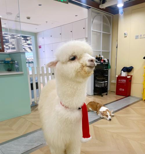 标志像羊驼的衬衫品牌是什么？