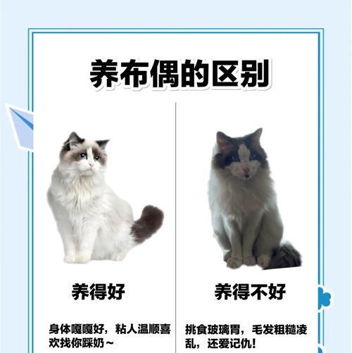 布偶猫多大可以开始吃猫粮？