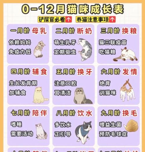 布偶猫多大可以开始吃猫粮？